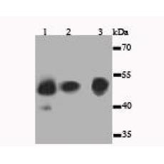 Anti-JNK1 antibody