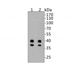 Anti-Active+Pro Caspase-9 antibody