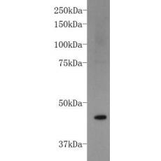 Anti-FOXD3 antibody