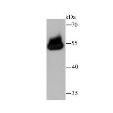 Anti-TRAF6 antibody