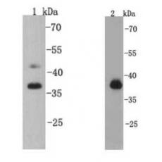 Anti-CREB1 antibody