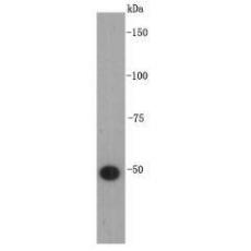 Anti-GFAP antibody