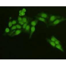 Anti-MAPK14 antibody