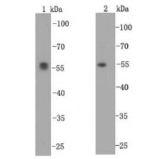 Anti-Alpha-tubulin antibody