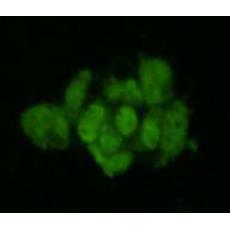 Anti-Geminin antibody