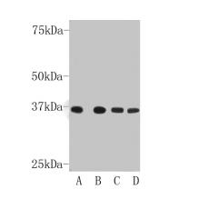Anti-GAPDH antibody