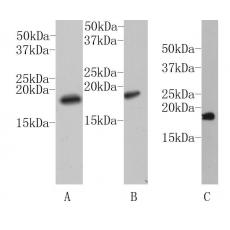 Anti-Histone H3 antibody