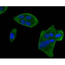 Anti-Nestin antibody