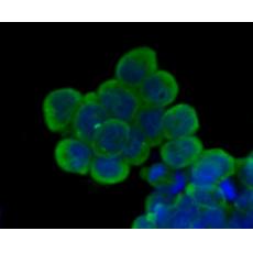 Anti-Nestin antibody