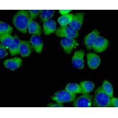 Anti-MCL1 antibody