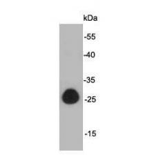 Anti-GFP antibody