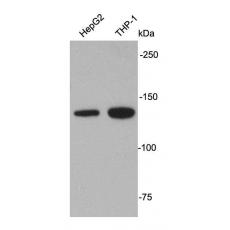 Anti-APAF1 antibody