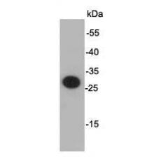 Anti-S Tag antibody