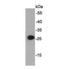 Anti-T7 Tag antibody
