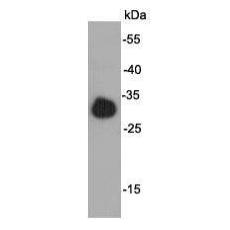Anti-E Tag antibody