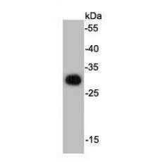 Anti-HSV Tag antibody