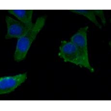 Anti-AXL antibody