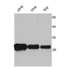 Anti-Avi-tag antibody