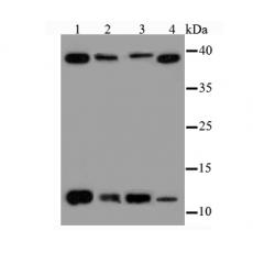 Anti-Thioredoxin antibody