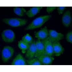 Anti-Cytochrome P450 2E1 antibody