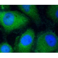Anti-Filamin-A antibody
