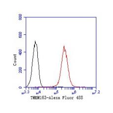 Anti-TMEM163 antibody