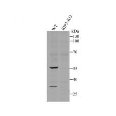Anti-RIP3 antibody