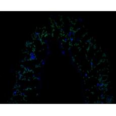 Anti-AP-4 complex subunit epsilon antibody