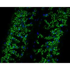 Anti-Beta-adaptin-like protein A antibody
