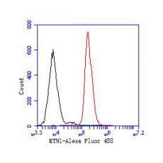 Anti-ETN1 antibody