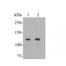 Anti-ATP8A1 antibody