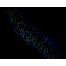 Anti-AtGLP7 antibody