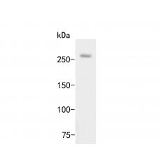 Anti-Myomegalin antibody