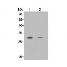 Anti-SIX2 antibody
