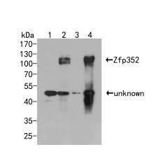 Anti-Zfp352 antibody