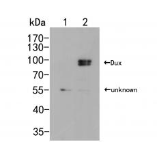 Anti-Dux antibody