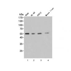 Anti-AVPR1A antibody