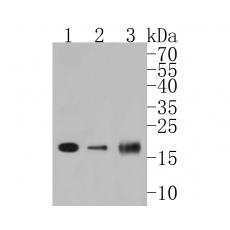 Anti-PDCD6 antibody
