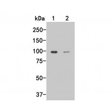 Anti-Dynamin 3 antibody