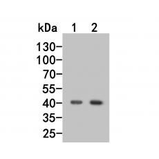 Anti-Nodal antibody