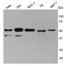 Anti-Cyclin A2 antibody