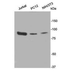 Anti-PI3-kinase p85 subunit alpha antibody