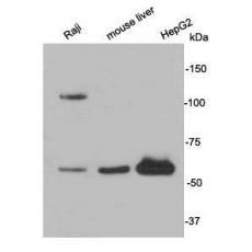 Anti-Nrf2 antibody