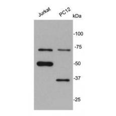 Anti-SRC antibody