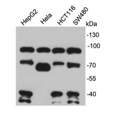 Anti-TCF4 antibody