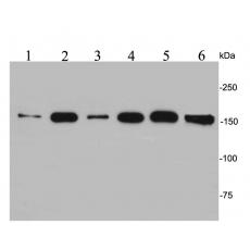 Anti-EEA1 antibody