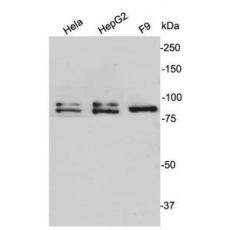 Anti-GRP78 antibody