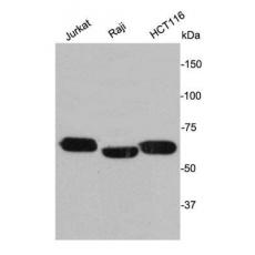 Anti-LMNB2 antibody