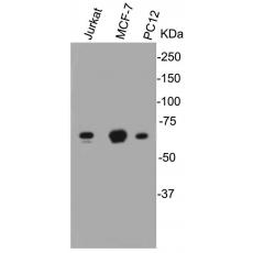 Anti-Lamin B1 antibody