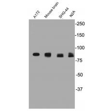 Anti-PSD95 antibody
